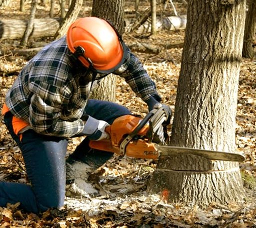 Tree Removal in Holly Bluff, MS